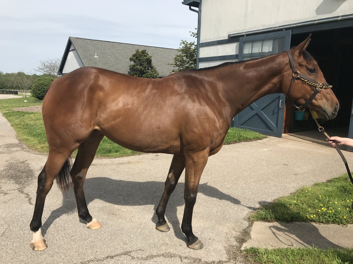 SecretariatCen1's tweet photo. ๐ฅณScarlett J is heading home! Congrats to Julie & best of luck to this new partnership! #TeamMMSC @Tenstrikeracing @LCrow11
Thanks also to sponsors Excel Equine, @Actistatin, and #EspanaSilkGroomingProducts for keeping Scarlett looking and feeling her best๐#FueledbyExcel #OTTB https://t.co/Bxvh1uwYAB