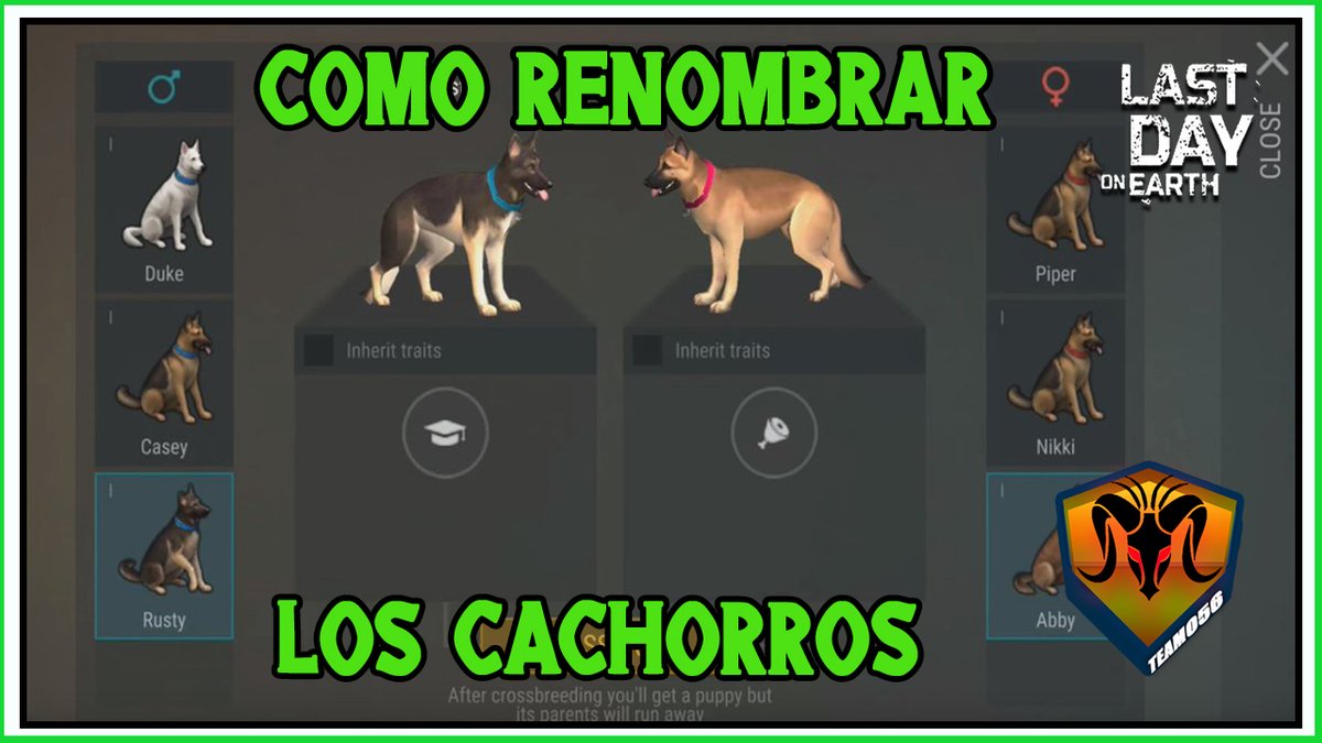 Ariel056YT's tweet photo. COMO CAMBIARLE EL NOMBRE A TUS CACHORROS ( PERROS) LAST DAY ON EARTH SURVIVAL Ariel056 https://t.co/isTMYPGKOX https://t.co/21E5yaCY1t