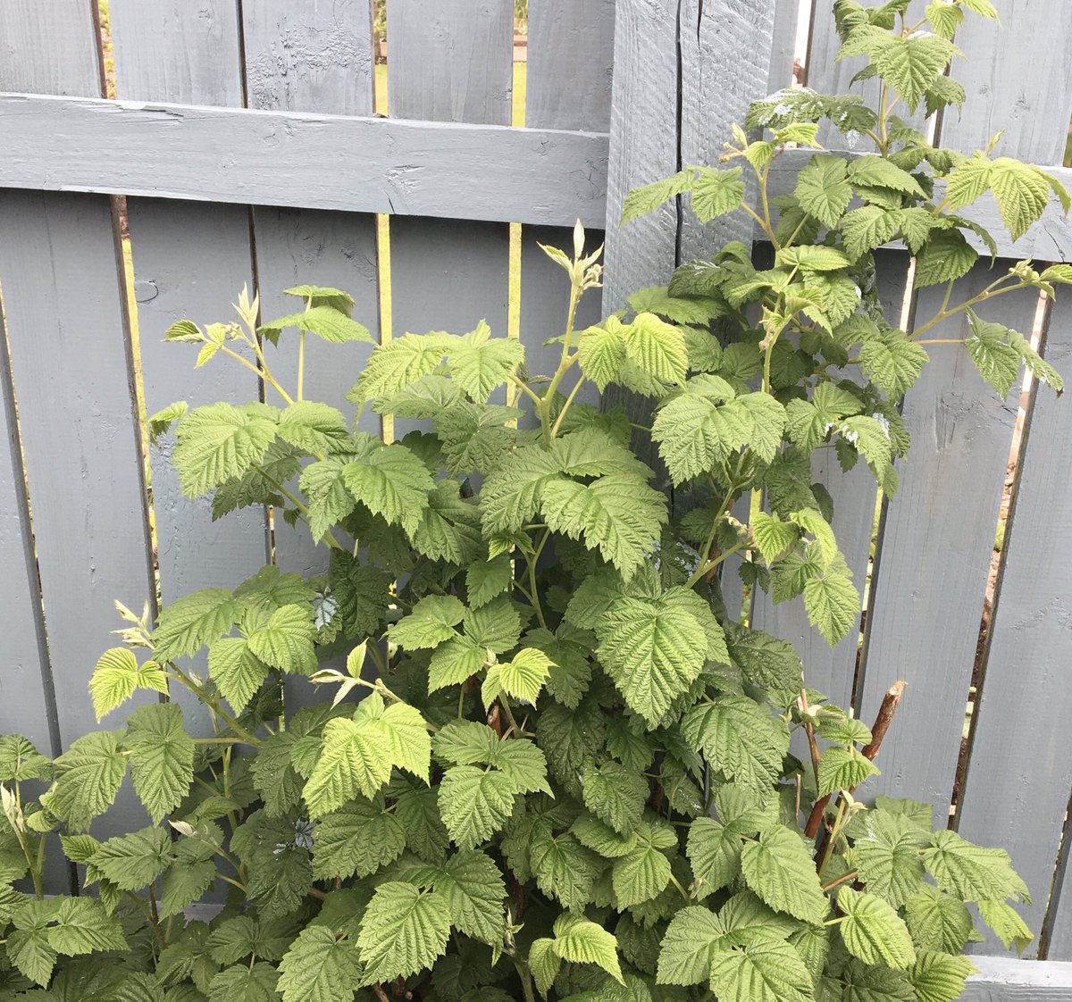 anniean73967235's tweet image. #RaspberryCanes #CalifornianPoppy #ForestFlame #WhiteHawthorn