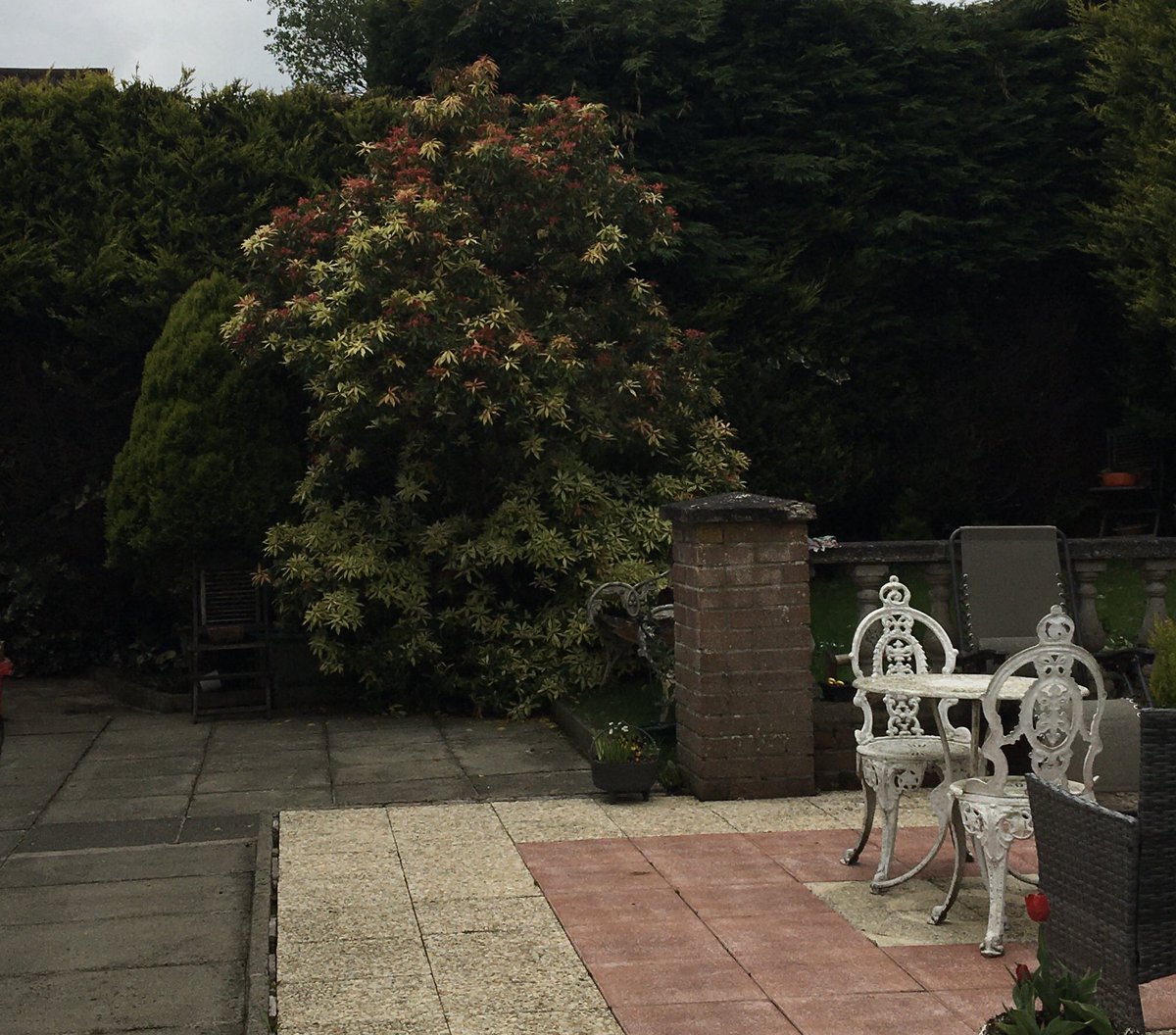 anniean73967235's tweet image. #RaspberryCanes #CalifornianPoppy #ForestFlame #WhiteHawthorn