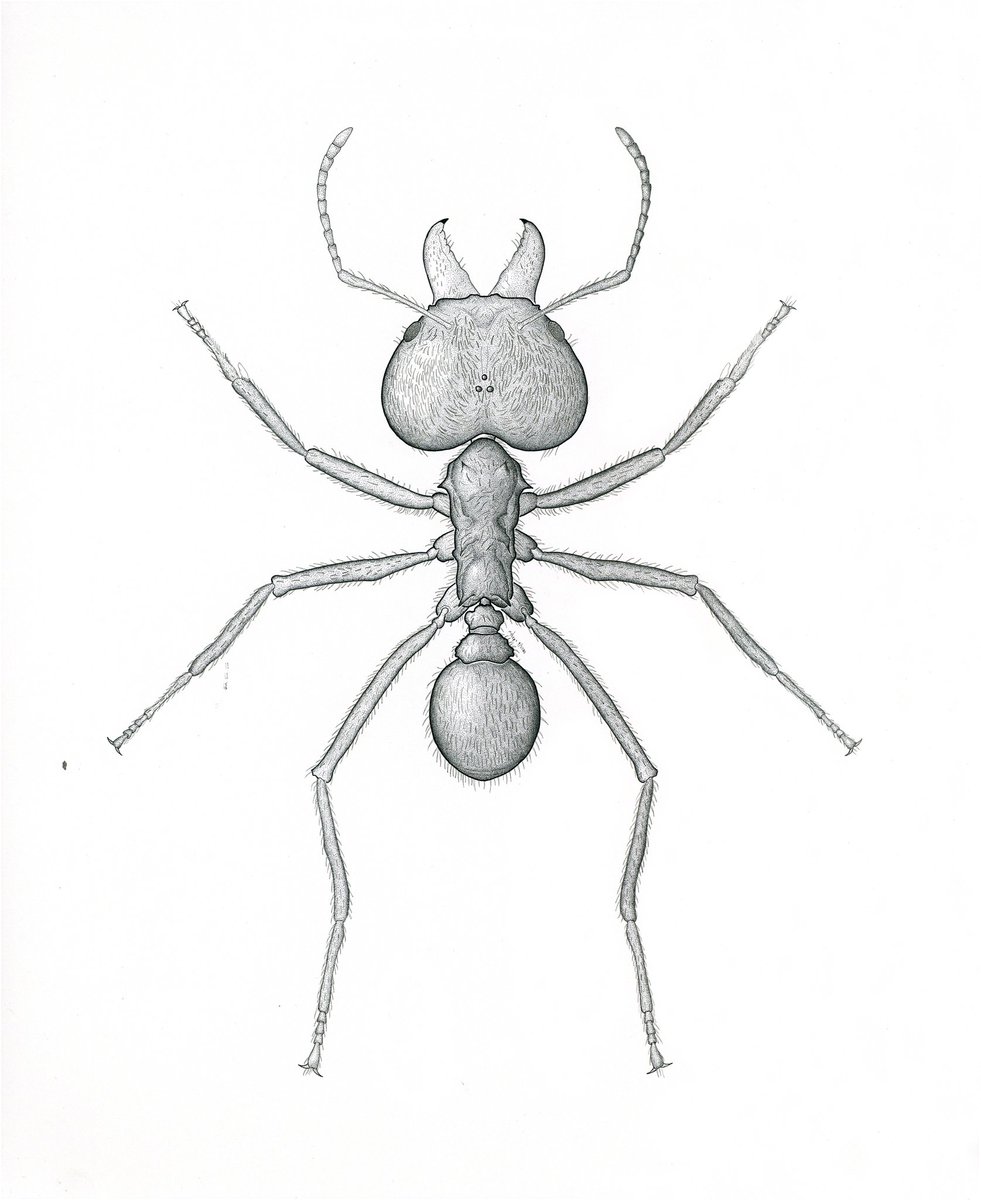 ShepherdPMyers's tweet photo. Leaf cutter soldier illustration.  Took quite awhile to finish this one.  #shepherdmyers #Illustrator #ants #ants #insectart #insectillustration #penandink #art https://t.co/0eImzWWkVi