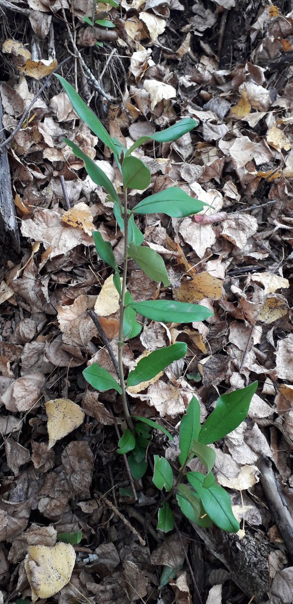 puconsale's tweet photo. Albert Camus:"El otoño es una segunda primavera, donde cada hoja es una flor". #Araucania https://t.co/E7EyrlulTV