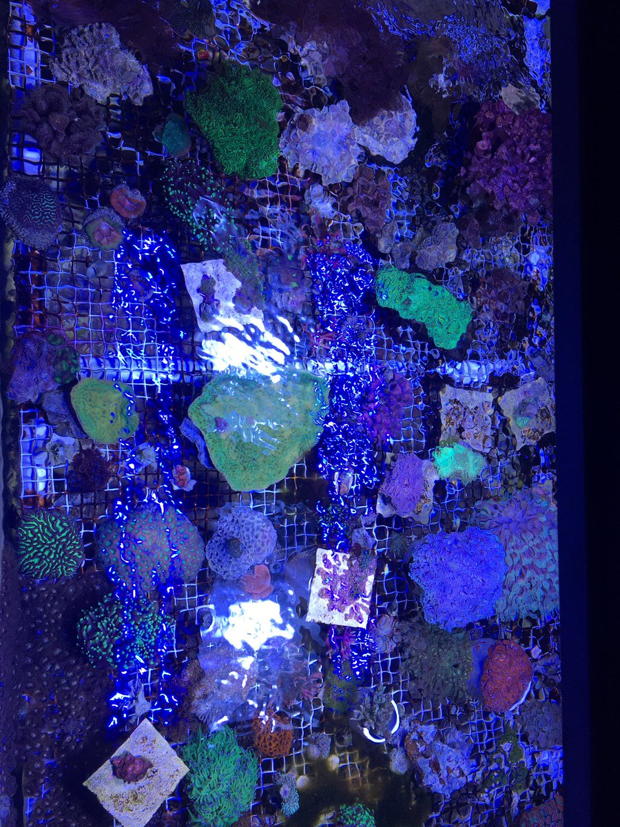 thereefINDY's tweet photo. Greetings from our #CoralPropagation room! Everything is looking great and #growing !

#aquariumhobby #coral #reef #coraladdict #growingcorals #reefaquarium #reeftank #localfishstore #shoplocalindy #thereefindy #Indianapolis #indiana https://t.co/QqlFZZmrhc
