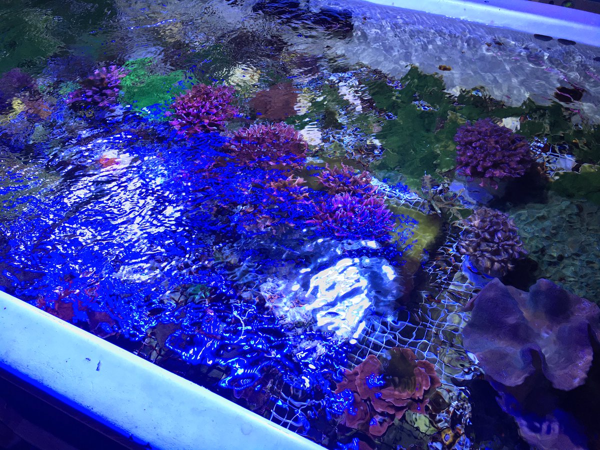 thereefINDY's tweet photo. Greetings from our #CoralPropagation room! Everything is looking great and #growing !

#aquariumhobby #coral #reef #coraladdict #growingcorals #reefaquarium #reeftank #localfishstore #shoplocalindy #thereefindy #Indianapolis #indiana https://t.co/QqlFZZmrhc