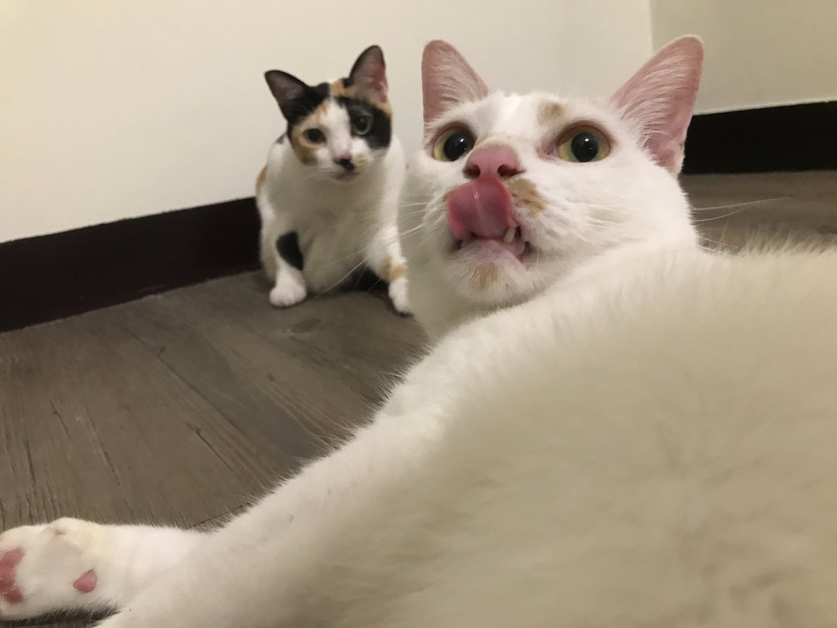duoduo_000's tweet photo. #ねこの写真へたくそ選手権 https://t.co/fZmXC3UQ2y