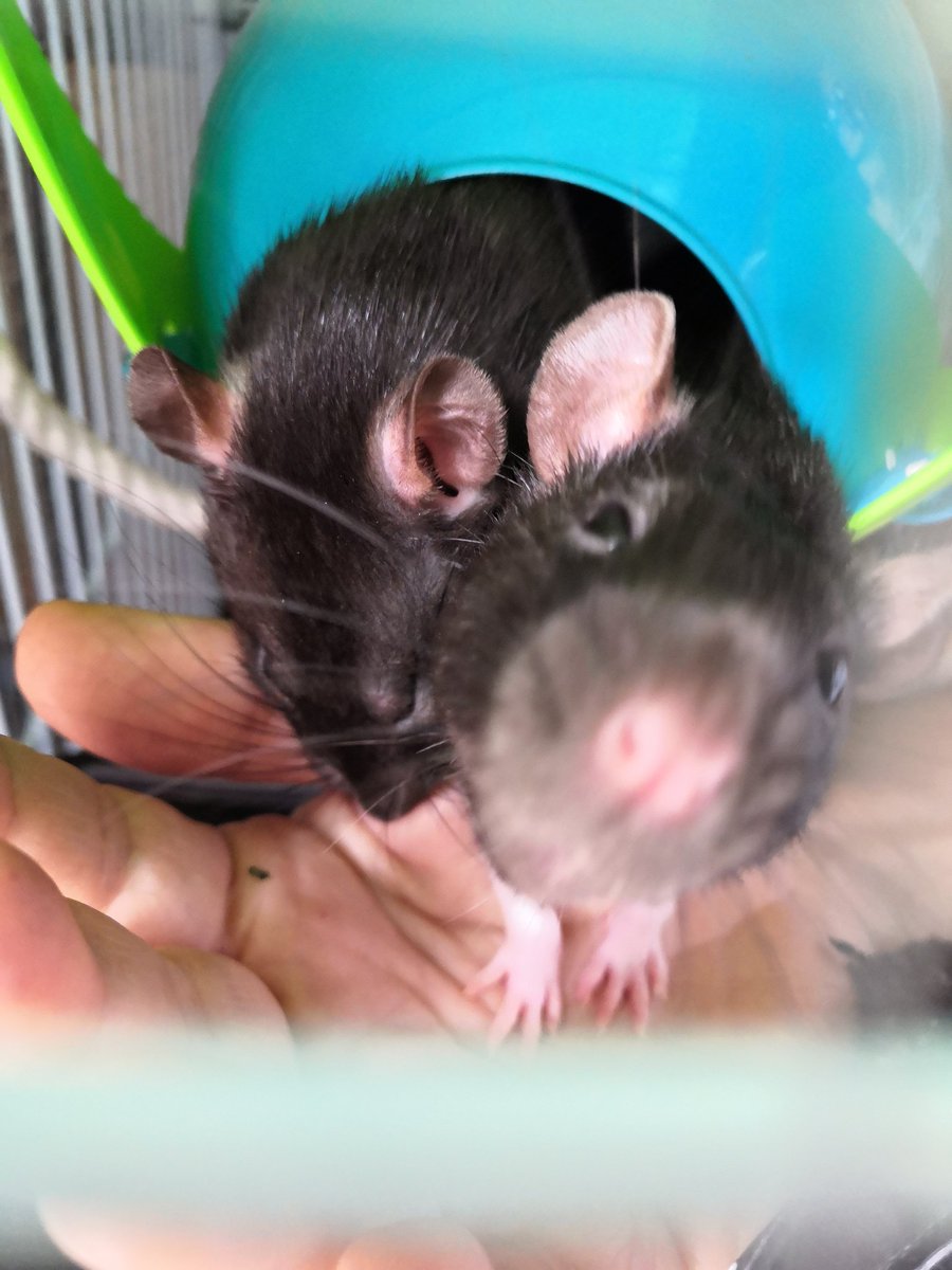 BloodyRedrosa's tweet photo. Cute
#rats #petrat #rat #ratpet https://t.co/7KMHezumWR