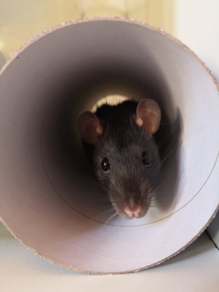 BloodyRedrosa's tweet photo. Cute
#rats #petrat #rat #ratpet https://t.co/7KMHezumWR