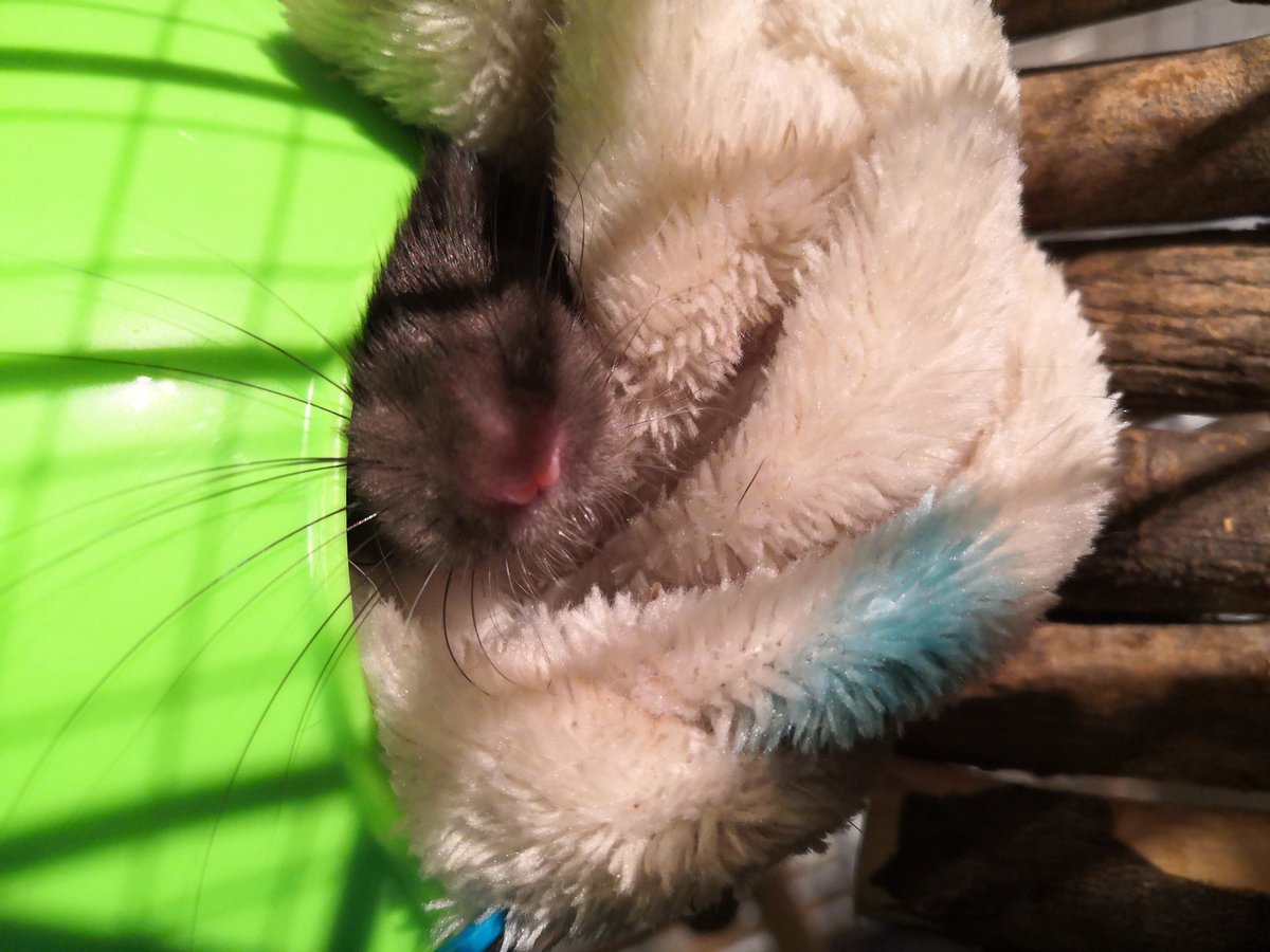 BloodyRedrosa's tweet photo. Cute
#rats #petrat #rat #ratpet https://t.co/7KMHezumWR