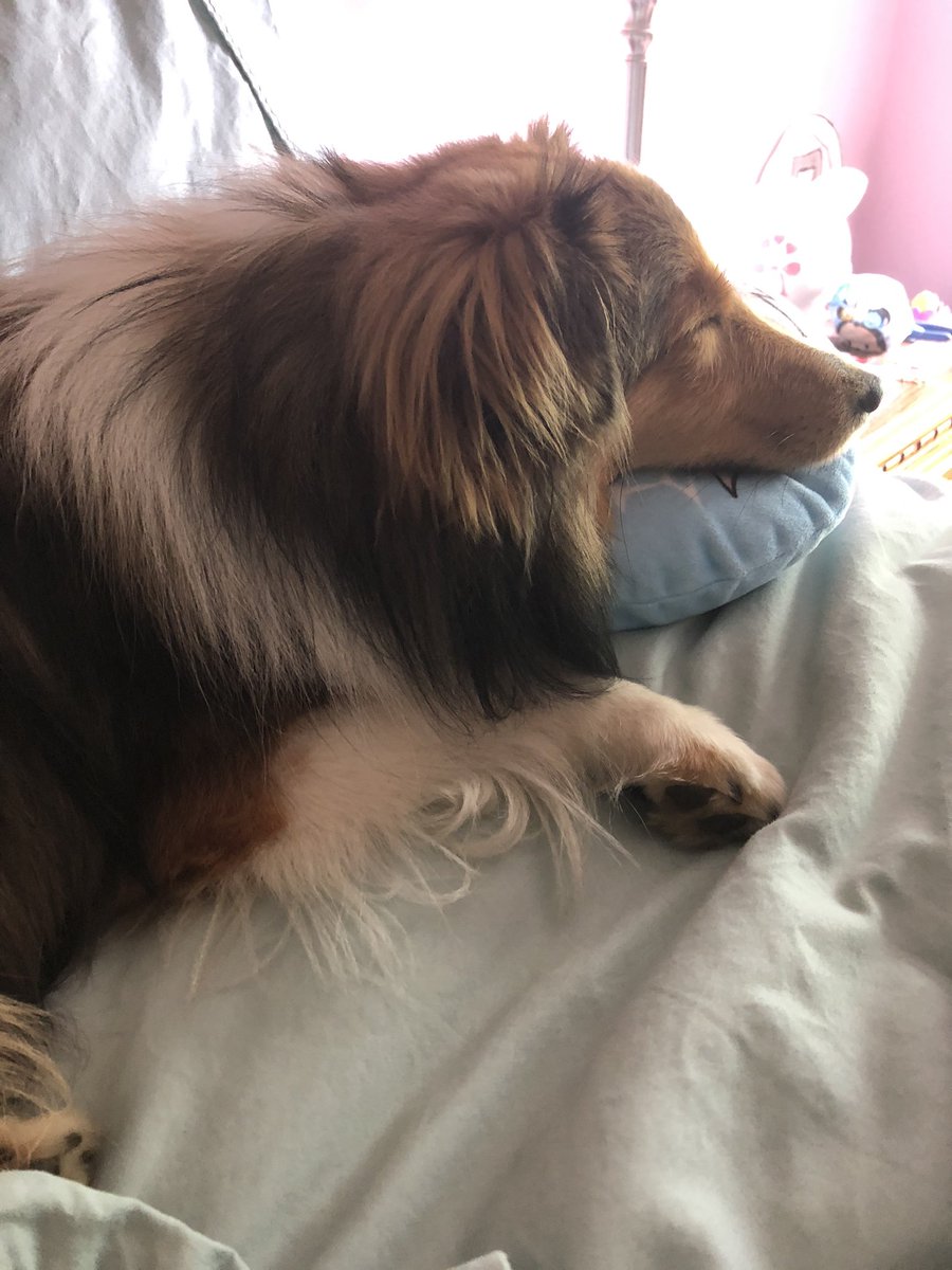 Callie is asleep on Elliot pillow