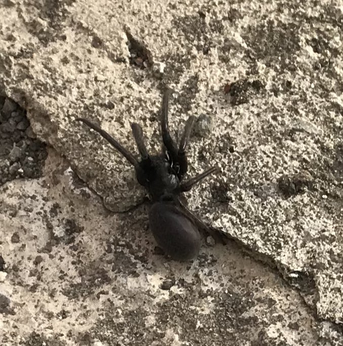 Bahçede karşılaştığım örümcek... karşısına çıkanı tek tokatla bayıltır.