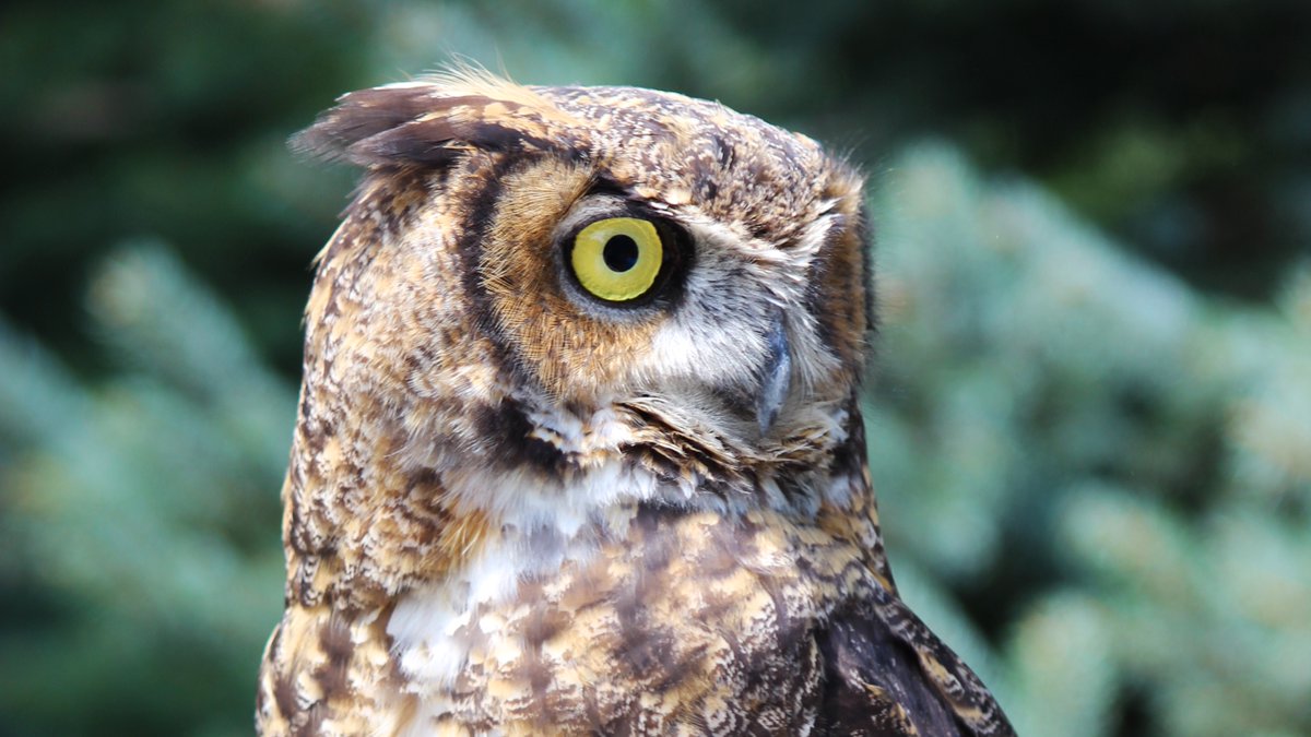 StellaEPZ's tweet photo. @TempleUniv But whoo would you say is your favorite owl?🦉🤔 https://t.co/LBmlq7mfiq