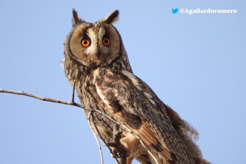 Agallardoromero's tweet photo. Fotografías de fauna y caza fotográfica. Con la cámara al hombro. #cazafotografica #fauna #naturaleza #biodiversidad #photohunting #nature #animal #ave #biodiversity #habitat #vidaanimal #sensaciones #experiencia #salvaje #wild #captura #capture https://t.co/CMQ73t3Fet