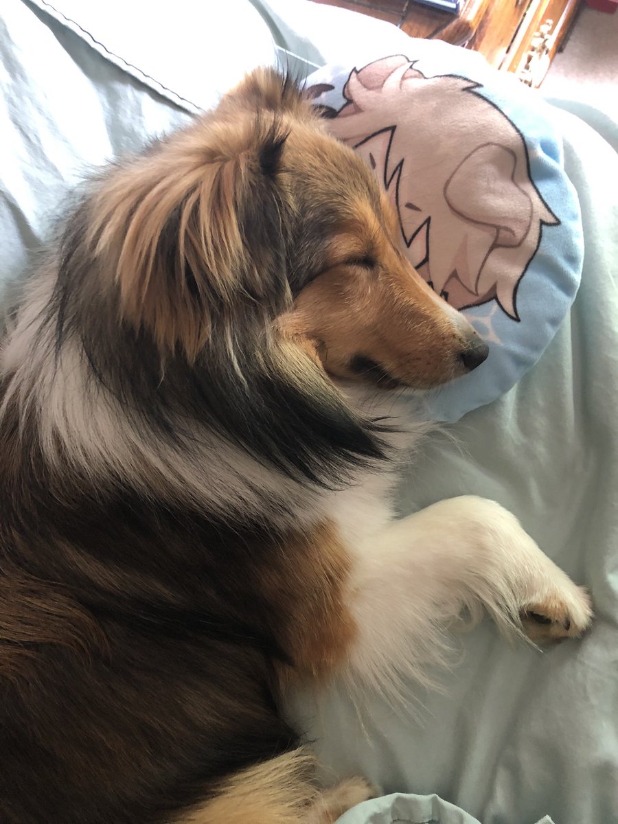 Callie is asleep on Elliot pillow