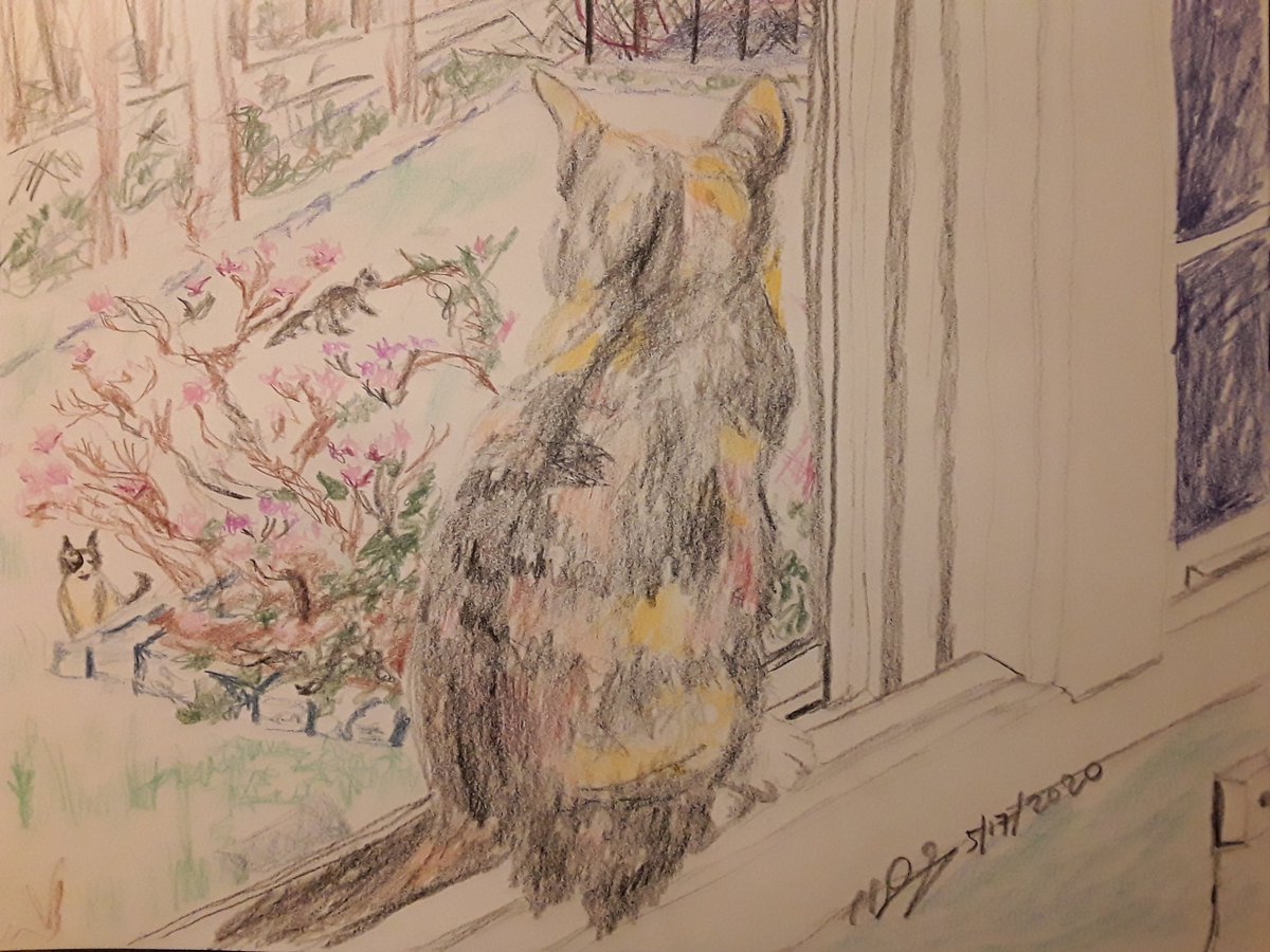 sharkypad's tweet photo. Impressions of Cat /
Gazing out window last night /
The world is still there!

#haiku #COVID19 #coronavirus #staysafe #MondayMotivaton #cats #CatsOfTwitter #Caturday #Cat #calicocat #fluffy #calico #halfgrumpycat #misty #drawing #drawingoftheday #pets #raccoon #azaleas #StayHome https://t.co/GWqLSowRP1