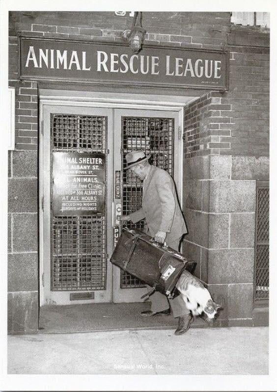 A cat makes a great escape from the animal rescue league of boston, 1940