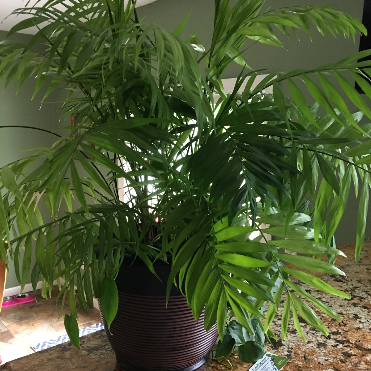 SJRyan131's tweet photo. Two great surprises today—Found a Kindness Rock in my mailbox and my classroom plant was still alive! Thank you FCCLA and Tony G. https://t.co/90bFkUP8Ls