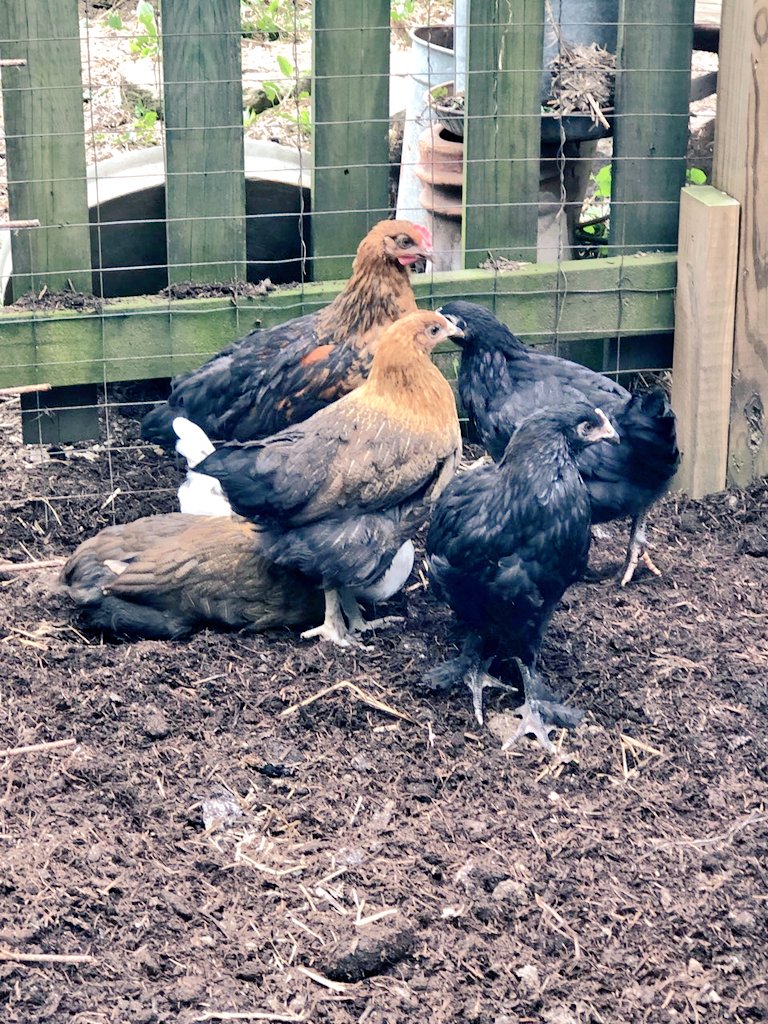 MsGsci's tweet photo. The Littles are spending time out in the garden with the big chickens. They forage, scratch for bugs and explore.  They stick together as pack. When the sun sets, they huddle together and take a little nap #eggs #chicken #rebel #forage #bestie @CVBuckskins @CVSciTech @buckskinhs https://t.co/WLHiFzArfC