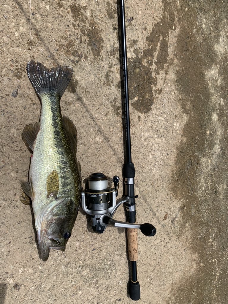 angler_on's tweet photo. Pulled this guy out of the neighborhood canal this morning. Fun times on the ultralight rod! #FishInland @angler_on https://t.co/4UiYwgOHRn