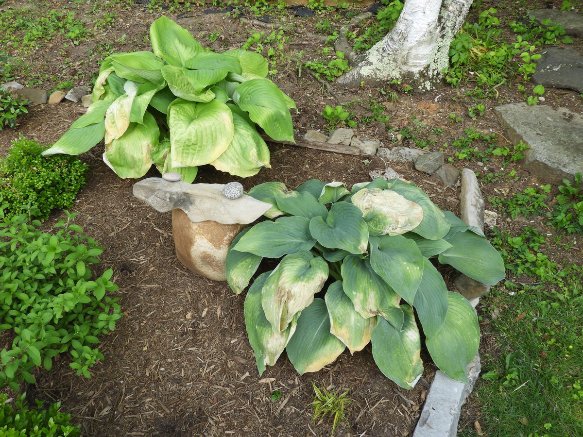 Mary Ann Hansen tweet media