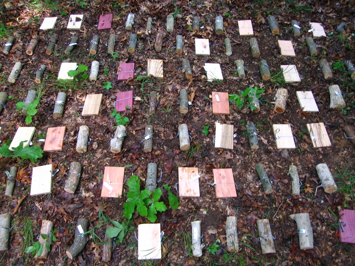 CrowtherLab's tweet photo. Fungi play a key role in the global #CarbonCycle as the main decomposers of litter and wood 🍄
Our new #HungryFungi study finds hyphal extension (growth) rate is the is no. 1 trait predictor of #WoodDecomposition rate.
https://t.co/TK13AExBfM | Details in the thread ⬇️ https://t.co/ghlTp58y2g