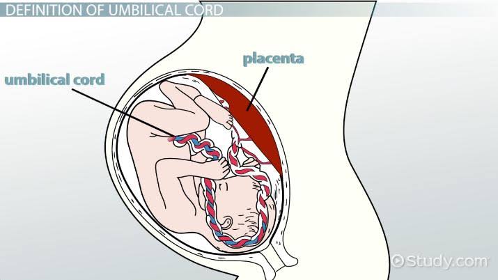 and child.- The PLACENTA acts as a FILTER removing harmful substances that might affect the child but substances like ALCOHOL and NICOTINE escapes the barrier.- The UMBLICAL CORD passes these nutrients, oxygen, caffeine, alcohol unto the unborn child.Yes...THEY EAT FOR TWO!