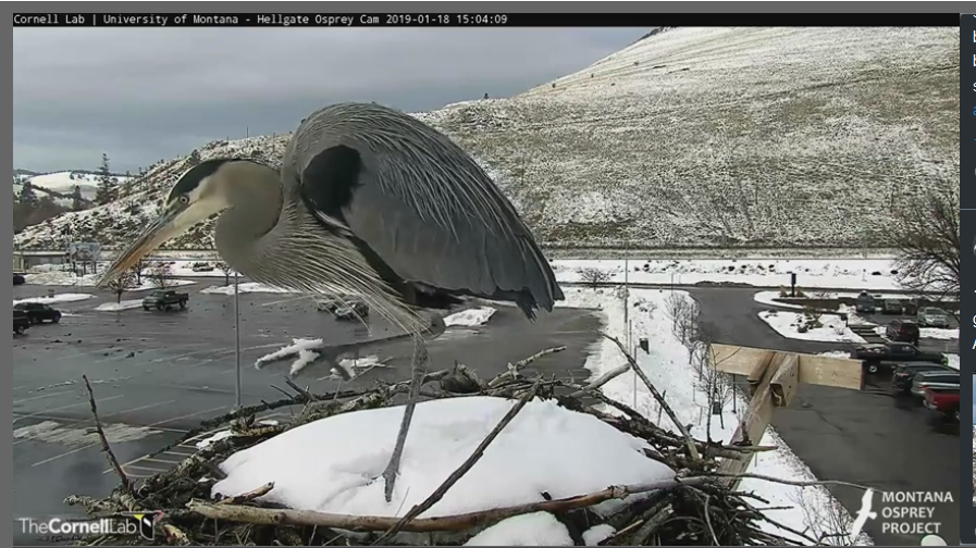 cjh_hunter's tweet photo. #Iris on 5/22/17 1219#MOPTime @HellgateOsprey
and #NotIris visited on 1/18/19. Hello CHOWs! https://t.co/oORaskiyZC