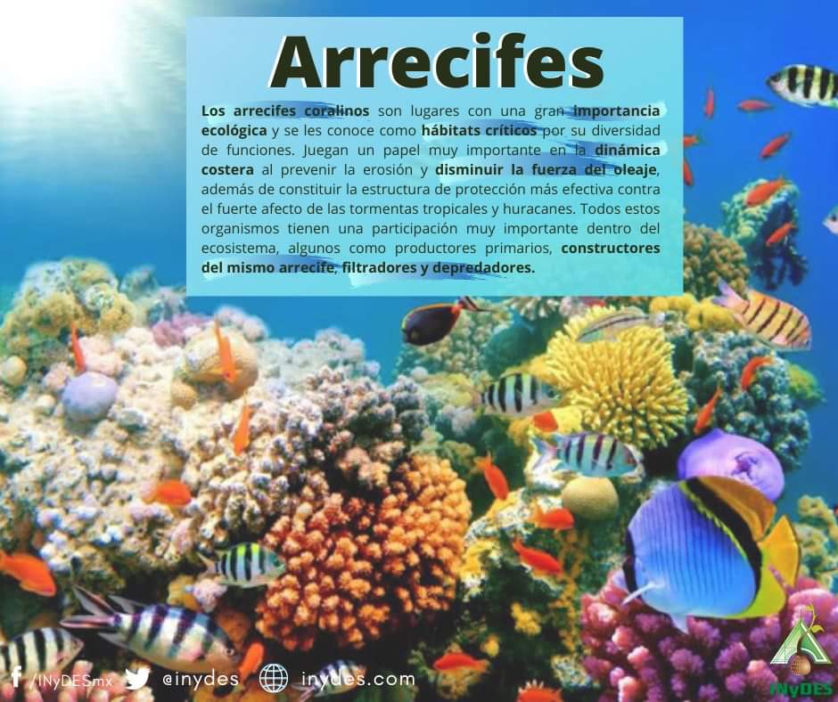 Inydes's tweet photo. Los #arrecifes son afectados por la extracción o sobreexplotación de material coralino y de otros organismos que conforman el arrecife. 🐠🐟😔 https://t.co/6QrQMCd6Hm