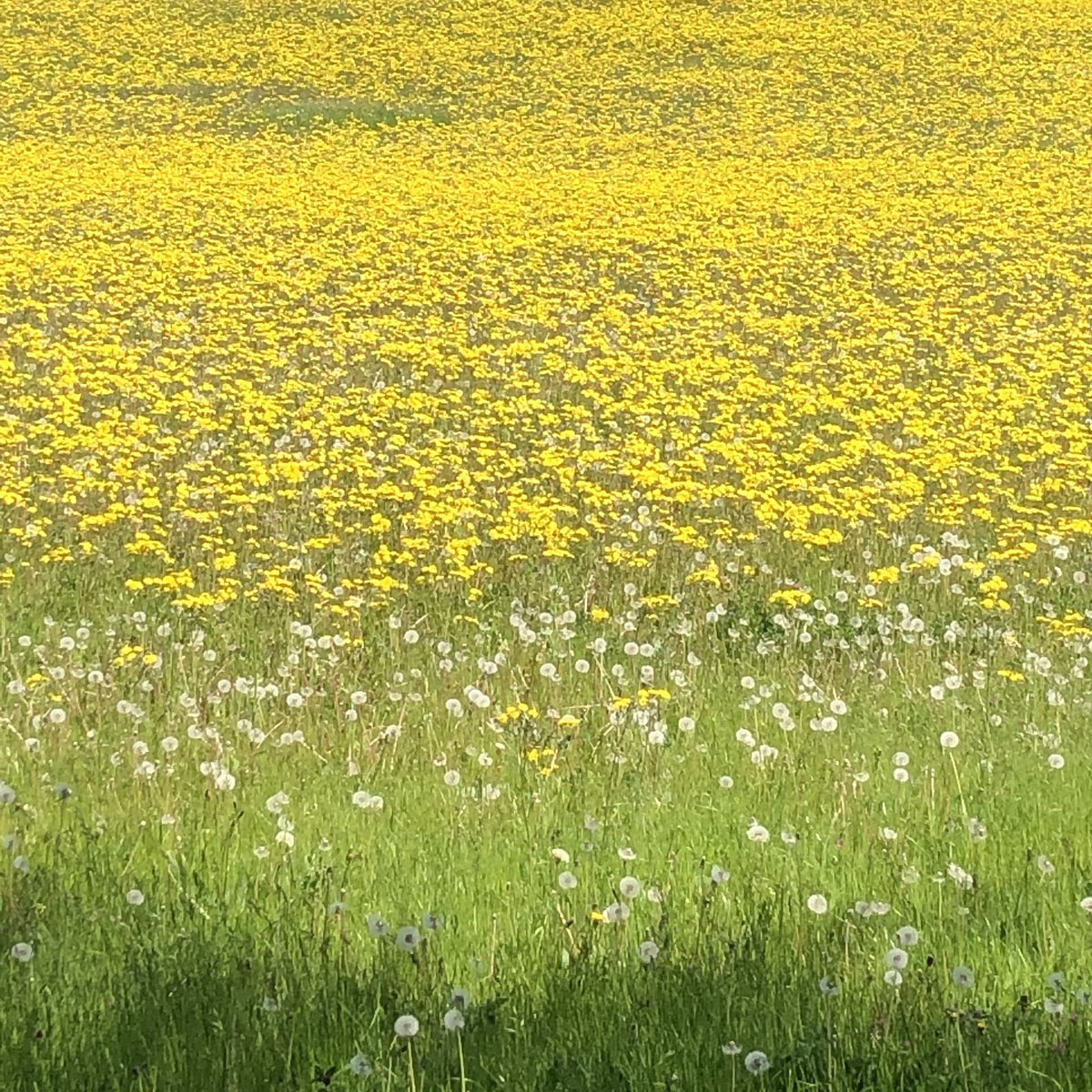 PenAHay's tweet photo. Patrick Barkham appeals that we should spend more time in biodiverse spaces to increase wellbeing and rewild our schools @5x15stories @patrick_barkham #wildchild #spacetodream #creativity #play #greenspaces https://t.co/iJhP8ebEVA