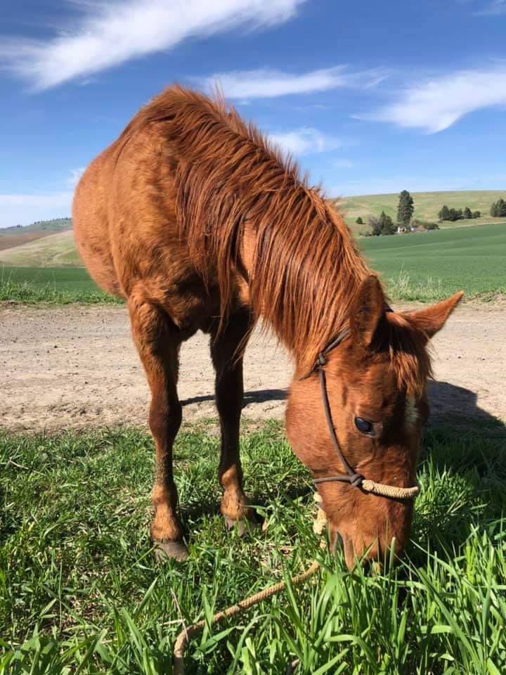 AcresOrphan's tweet photo. Baby, one of our blind mares, enjoyed some green grass outside of her pen!

#horses #rescue #sanctuary #orphanacres #Idaho https://t.co/pmJ0qGmQGZ