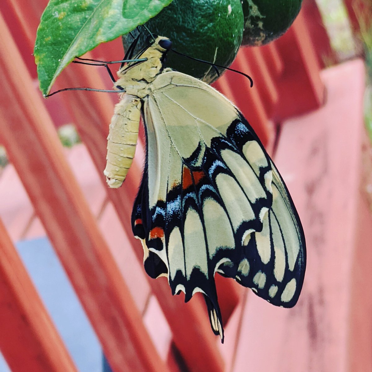 XavierMartini's tweet photo. A giant swallowtail butterfly that emerged few hours ago from its cocoon.
#swallowtailbutterfly #floridainsects #floridabutterflies #butterfly #citrus #floridacitrus #butterflygarden https://t.co/wmTmKoWKdg