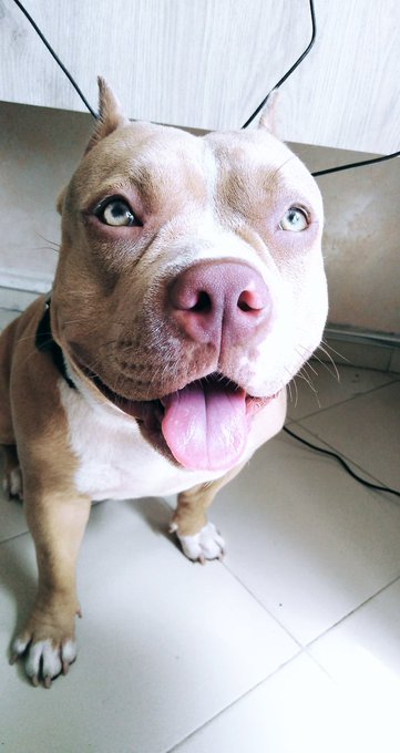 Esos ojitos 👀💜 https://t.co/zW61jPFX6I<a href="/tag/stayhomeandchaturbate"class="tags"><span>#stayhomeandchaturbate</span></a>