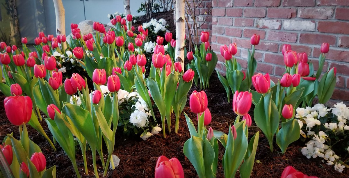 Start your week off on the right foot! #MondayMotivation featuring these beautiful #tulips. #LiveWellLiveInspired #FlowerGoals #SpringTime #PowerofPlants

utopiaseaport.com
