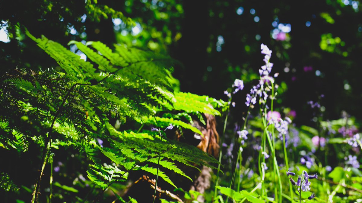 DollyPopsHere's tweet photo. Young ferns, bluebells, and nosey parkers 😑 https://t.co/ooFNTs7bTV
