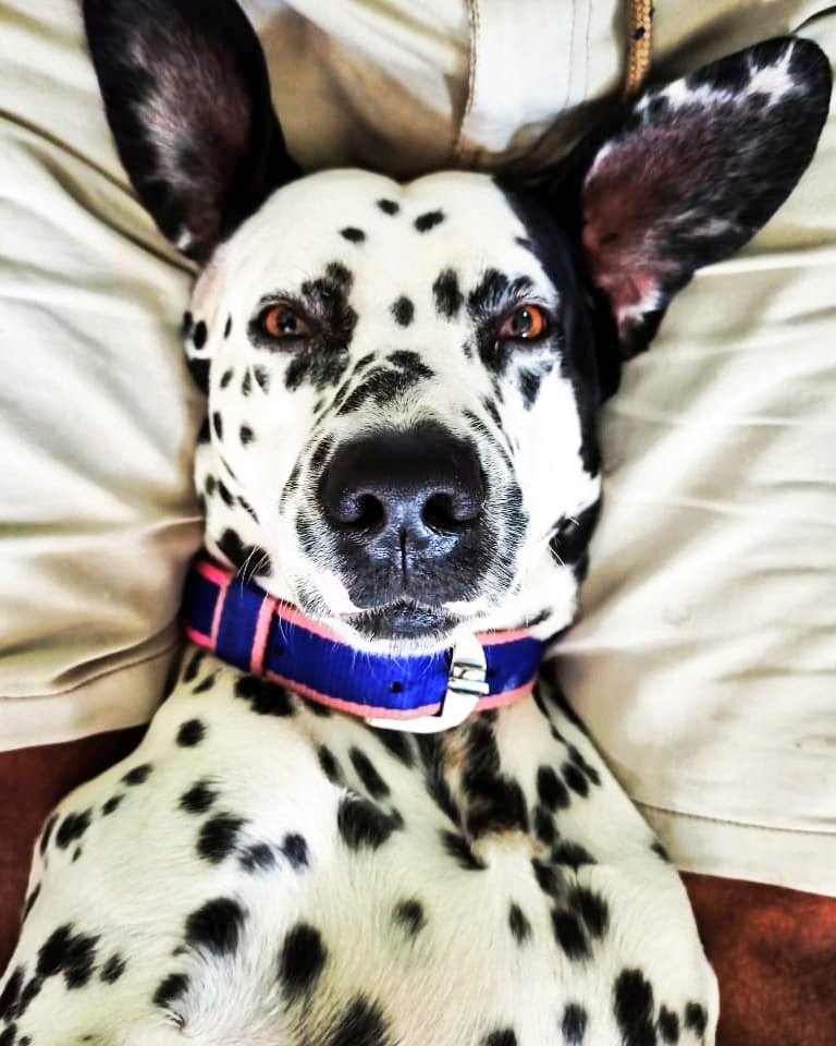 kush795's tweet photo. Who's the pretty boy!
#Dog #DogsofTwittter @dodo @petsutra #dalmatian @RoyalCanin @PedigreeUS @petfedindia #cute #gorgeous #QuarantineDays @WoofWoof_TV @Purina @dog_rates @dog_feelings @PoochAndCo @dog @DogspottingOrg @antibagelblog @indogspot @thedogist https://t.co/Myxum8Fn2X