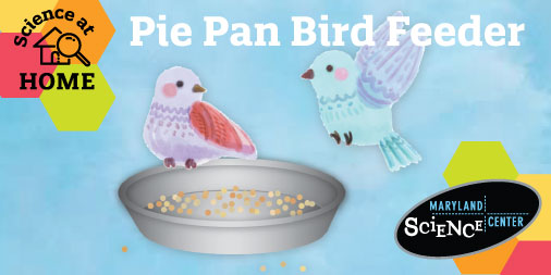 MDScienceCenter's tweet photo. Now that the weather is warm, the birds are out singing everyday! Make a bird feeder from supplies at home so you can see all the different birds right outside your window! https://t.co/lqOzzAusTc
#LetsScienceTogether https://t.co/eN2CE5z8Ph