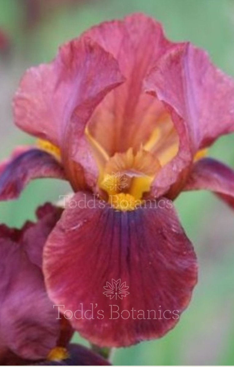 ToddsBotanics's tweet photo. More #beardediris ready at the nursery ~ available in 2l pots. Gorgeous colours. Also some of the lovely #bentoniris still available. #iris #plantsdelivered #onlineplants https://t.co/1l8zDYIfvt