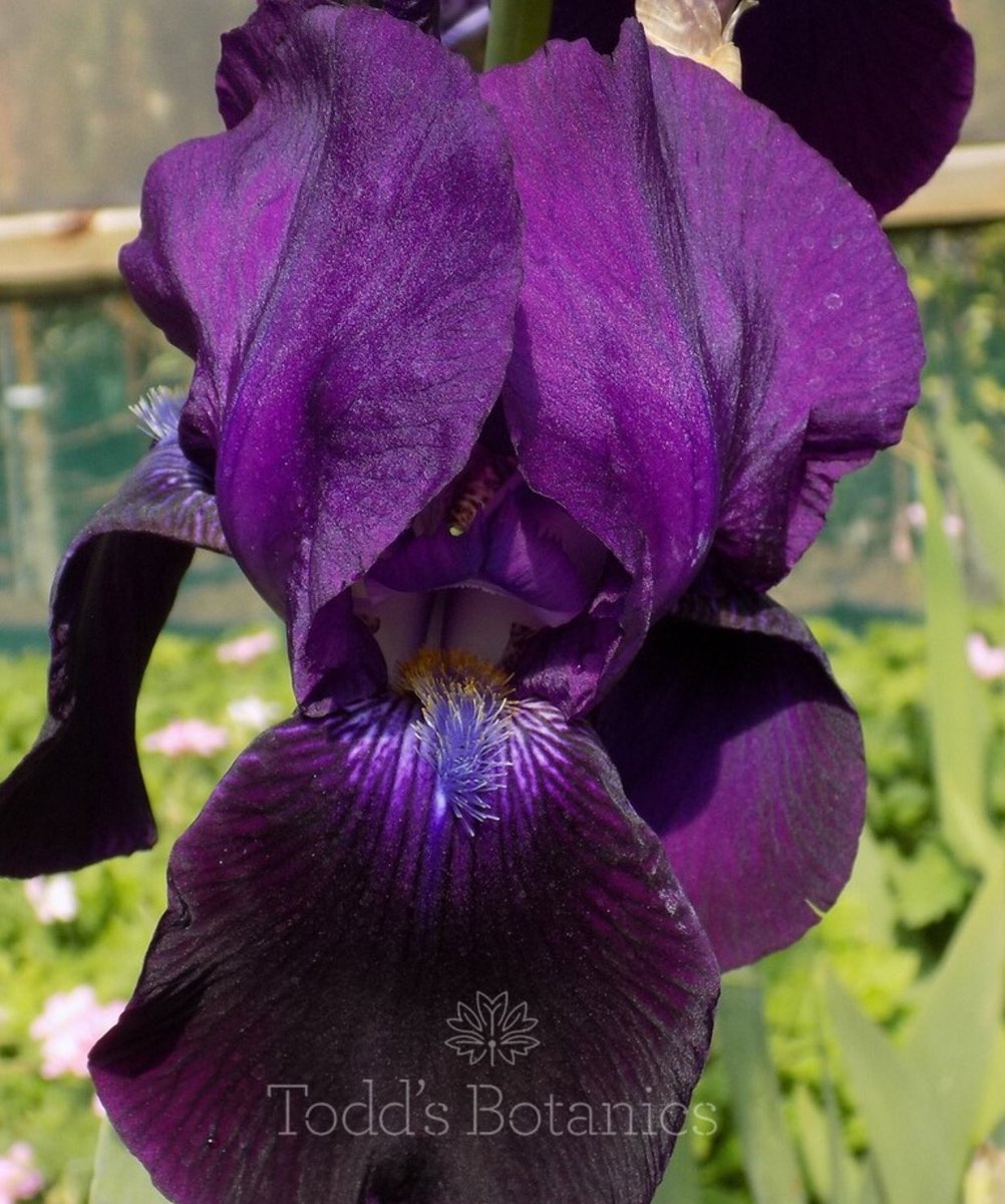 ToddsBotanics's tweet photo. More #beardediris ready at the nursery ~ available in 2l pots. Gorgeous colours. Also some of the lovely #bentoniris still available. #iris #plantsdelivered #onlineplants https://t.co/1l8zDYIfvt