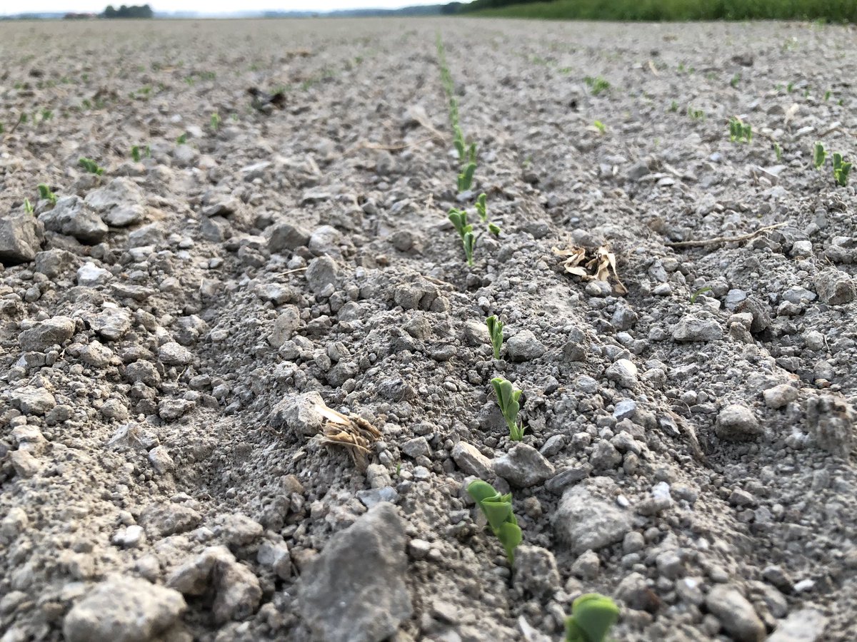 De erwten komen mooi boven. #Bio #Zonderteberegenen #Diepploegen #Blij