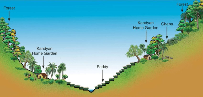 Management Kandyan home gardens are managed through family labour as smallholdings with an average land area of 0.4 ha. Despite their small average size, they are characterized by dense, multistoried arrangements with a combination of mixed but compatible species.