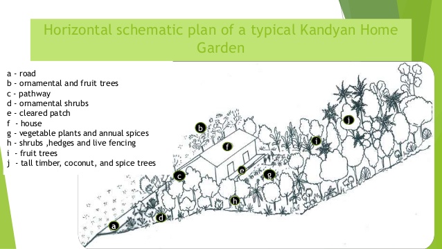 Management Kandyan home gardens are managed through family labour as smallholdings with an average land area of 0.4 ha. Despite their small average size, they are characterized by dense, multistoried arrangements with a combination of mixed but compatible species.