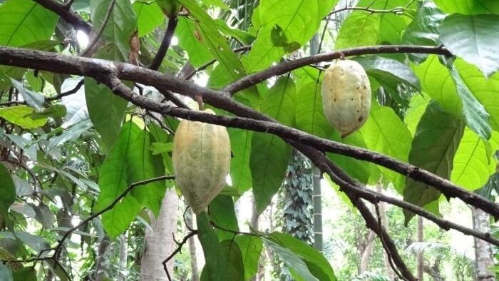 The family who owns a Kandyan home garden has their all needs for survival and healthy life in their day to day life. It provides many valuables; food, medicine, construction materials, economically valuable products, and many other services.