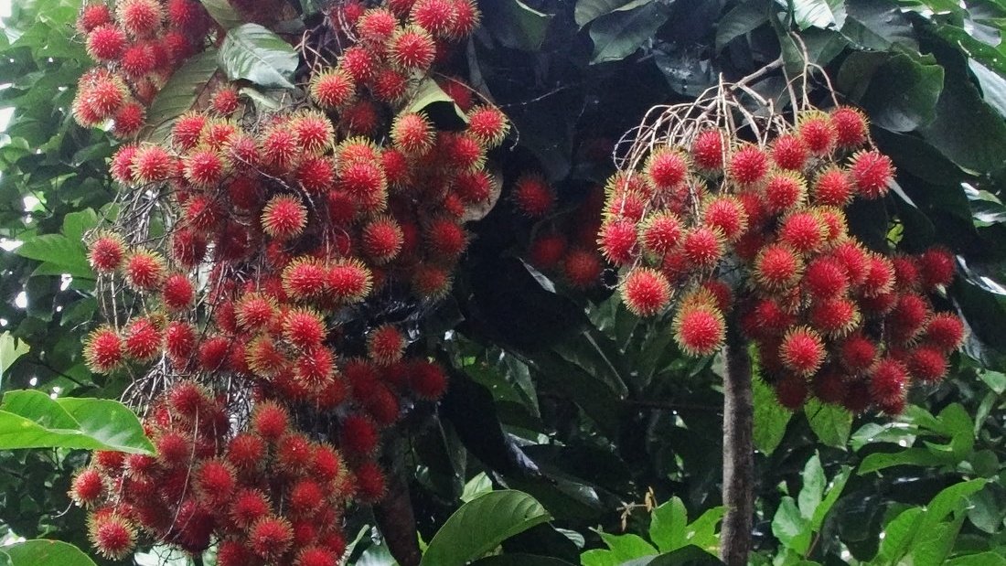 ArrangementThese are tree-based systems where many of the trees (40%–50%) are tropical fruit trees. Different canopy and root conﬁgurations and different requirements for light, nutrients, water and space maximize the resource use in the system.