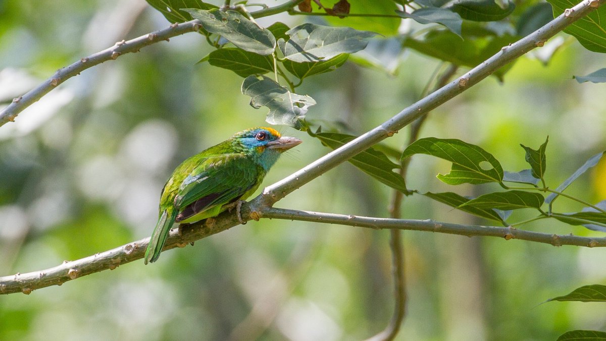 EcologyIt's a life harbour for organisms, in order to achieve healthy environments. Every garden is interconnected, which creates crucial ecological corridors. Each layer in the corridors has dynamic ecosystems, which consist of pollinators and predators to stabilize the system.