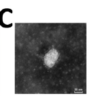 They also showed that you can detect virus particles being produced by VeroE6 cells in culture using transmission electron microscopy: