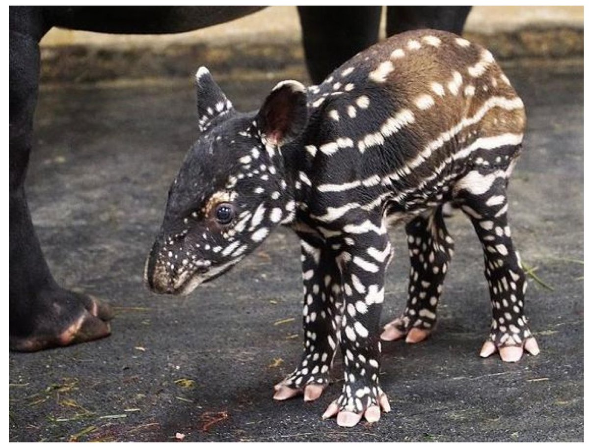 dell_alison's tweet photo. The best thing is that today it is my job to look at pictures of baby #tapirs and collect other images of stripey and/or spotted animals for #DotsAndStripes #ArtIntheLab. Also best is that @emilygee already had a whole collection filed under #PolkaDotAnimals. Your nominations? https://t.co/Vh30Rxshsd