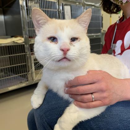 IndyHumane's tweet photo. Linus is a very special cat for many reasons 😻 one being that he is blind. His foster family says Linus loves playing with toys, especially catnip and bells. Linus is a gentle giant who wants to snuggle and give him lots of head scratches. He'll be a perfect couch buddy! 🐾 https://t.co/fHGdrYtvzL