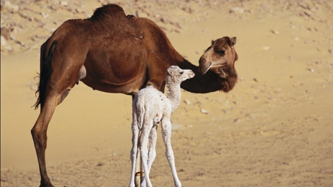 Dromedary bir deve genellikle doğduktan birkaç saat sonra yürüyebilir. (Mısır'daki bu sadece iki günlük!) Yetişkin bir deve, bir günde 25 mil (40 kilometre) çölü kaplayabilir.