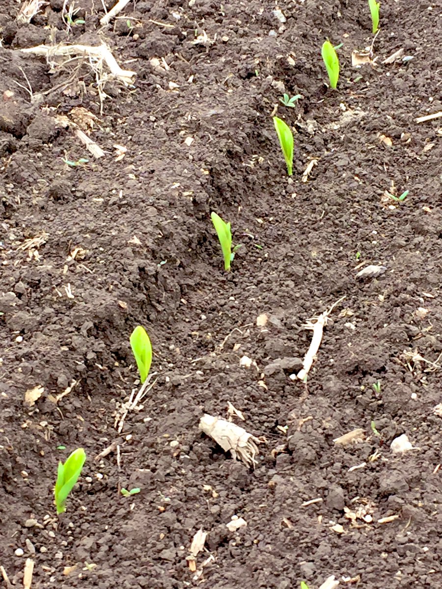 @PRIDESEEDS A6015 planted May 1st in West Carleton. Off to a great start. #PRIDEinMyField
