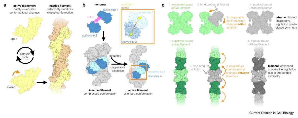 Filament formation by metabolic enzymes (by Eric Lynch Justin Kollman and Bradley Webb)
sciencedirect.com/science/articl…