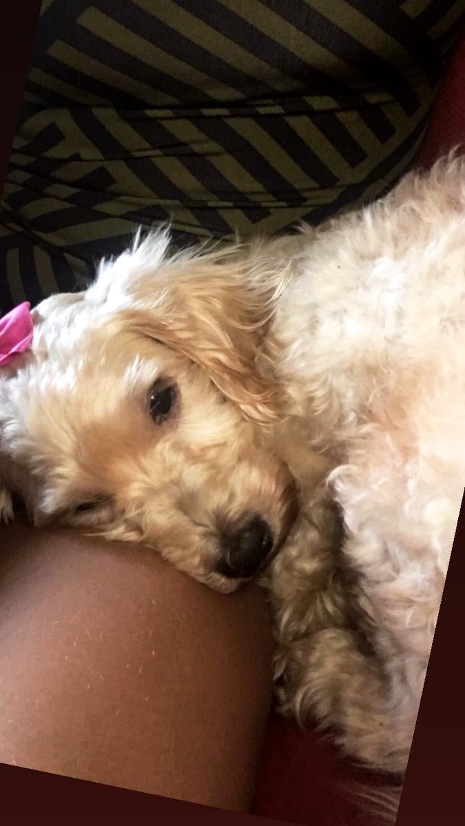 vkzinhaa's tweet photo. 🐩😻#Mel https://t.co/a5R9QfmEZu